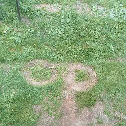 ϸ��, ������ ��������, 49 ���