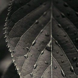 ������, �����, 43 ����