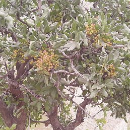 ����, ������, 37 ���