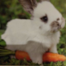 ����, �����������, 36 ���