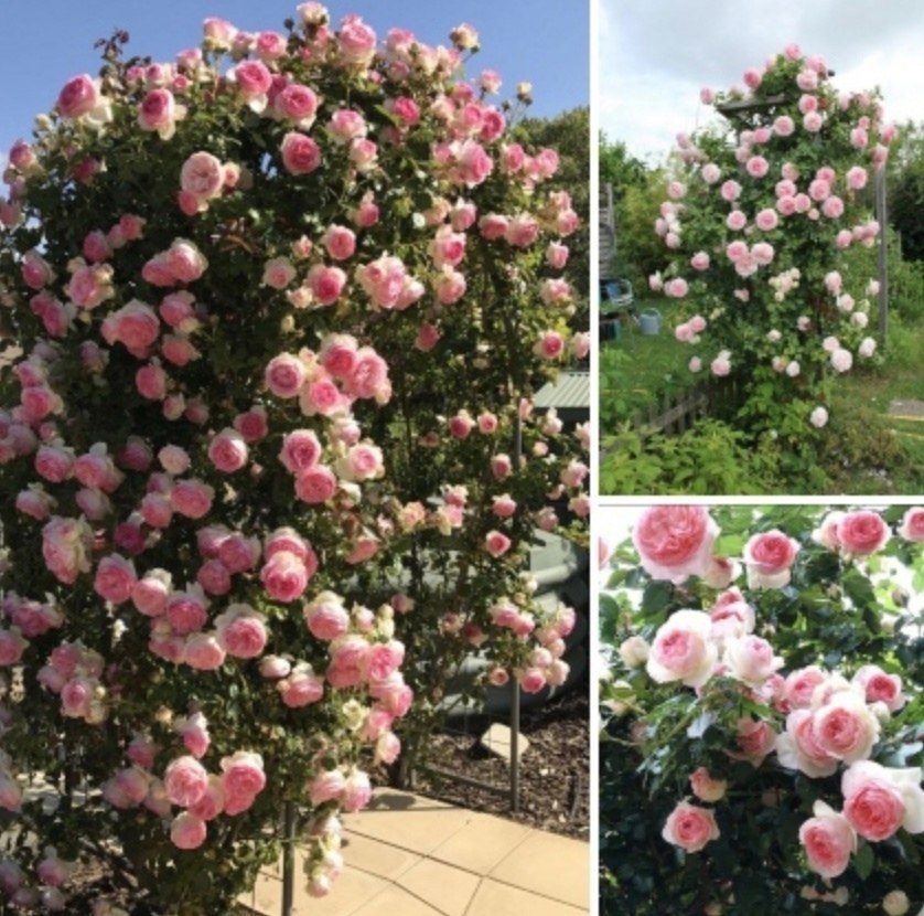 Роза "Пьер де Ронсар" - неповторимость и шapм - ВОСТОК | Wisdom ...