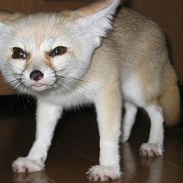 ������, ����������, 21 ���