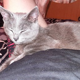 ���� ����������, ����, 48 ���