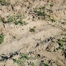 �����, �����, 37 ���