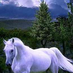 ����, �����������, 53 ����