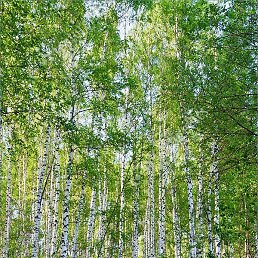 ���������, �����-���������, 34 ����