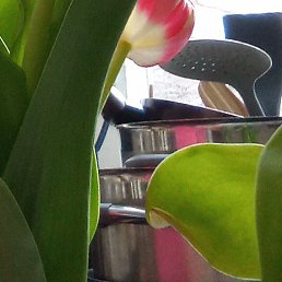 ���, ������, 62 ����