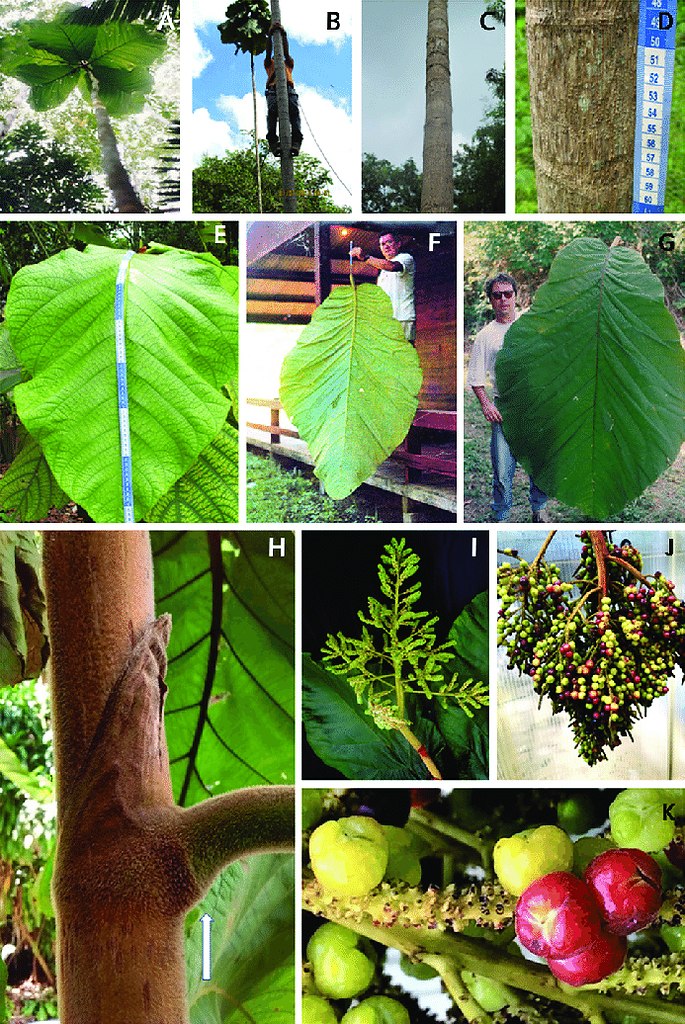   ...   .  Coccoloba gigantifolia ( ... - 2