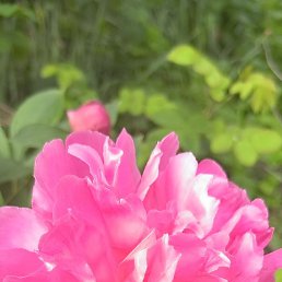 ����, ���������, 42 ����