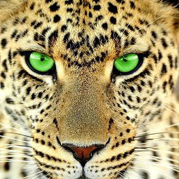 �������, ������, 28 ���