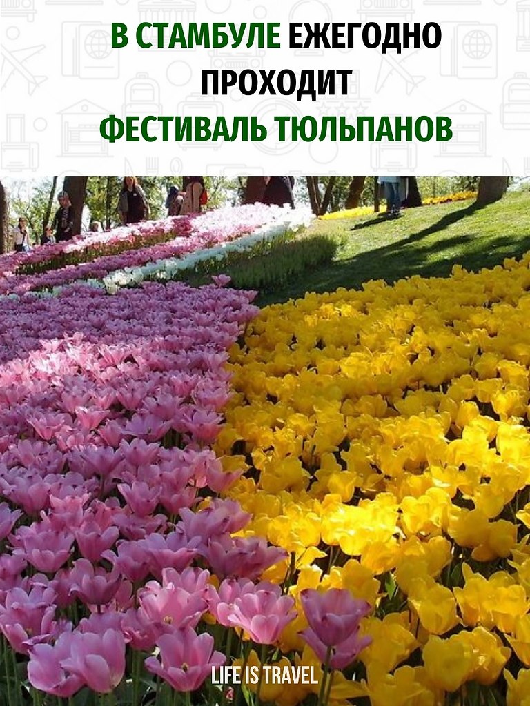 Фестиваль тюльпанов в Стамбуле.Тюльпаны, прекрасные весенние цветы, чаще всего ассоциируются именно ...