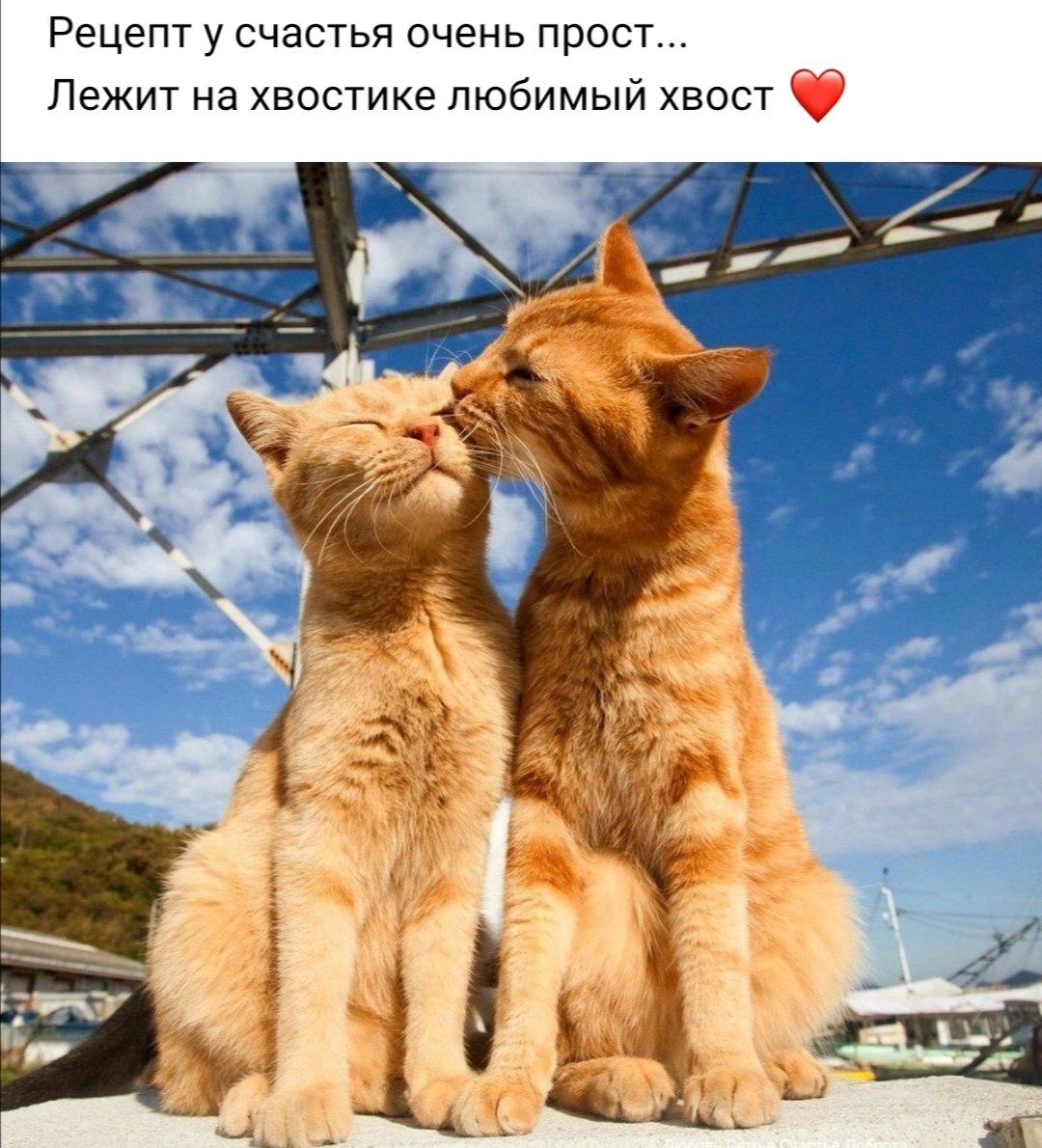 Олеся - 25 июля 2023 в 14:46