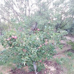 ��������, ���������, 58 ���