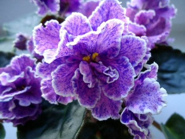 ����� � 1.King's RansomMac's Scorching Sun��-�������-�������� ����Optimara My ... - 7