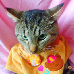 ���� ������, �������, 85 ���