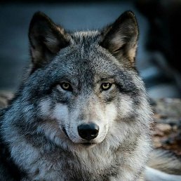 ����, ������ , 38 ���