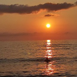 Beso, �������, 32 ����