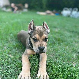 Qwesi, �����������, 22 ����