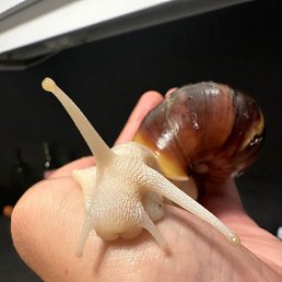 Donia Martin, �����������, 55 ���