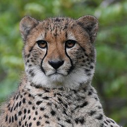 �������, ������ ��������, 58 ���