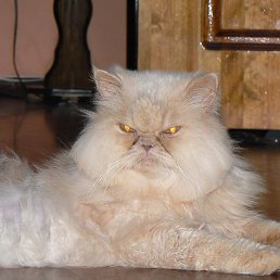 ����, �����-���������, 100 ���