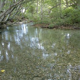 ������, ������, 55 ���