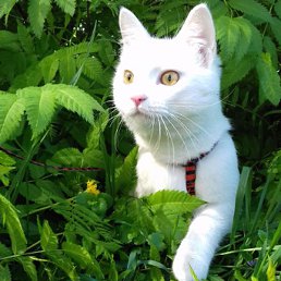 ��������, ���������, 62 ����