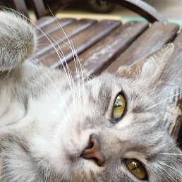 ����, ������������, 20 ���