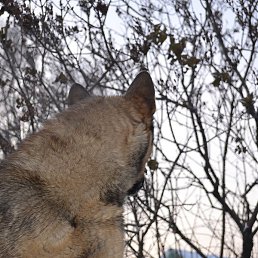 Tog, �����������, 42 ����