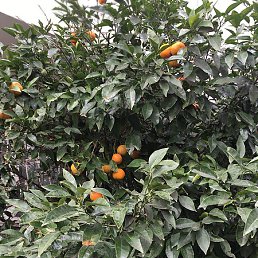 N, ������, 54 ����