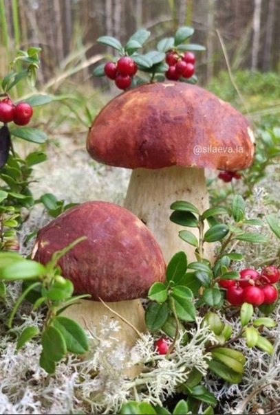 "  ,      .  ,    -    ... - 2