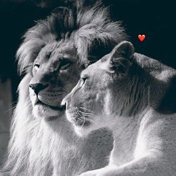 �����, �����, 38 ���