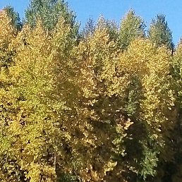 �����, ������, 56 ���