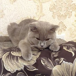 ����, �������, 52 ����