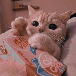 ����, ���������, 21 ���