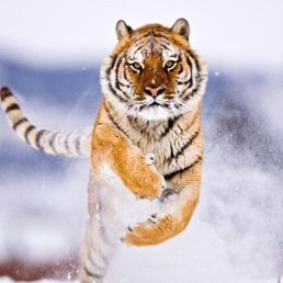 �������, �����������, 39 ���