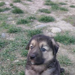 ����, ���������, 50 ���