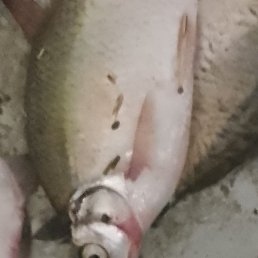 ����, ����������, 49 ���