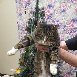 ����, �����������, 47 ���