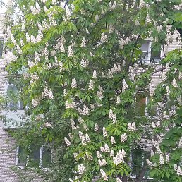 �����, ������, 36 ���