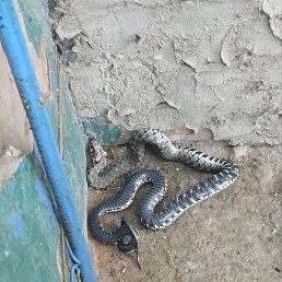 ������, ��������, 60 ���