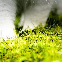 �������, �����, 38 ���