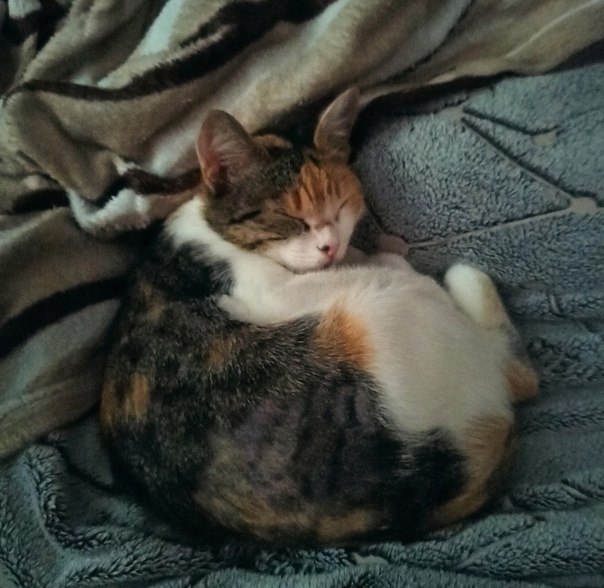 #@40cats.   , ,    .  ... - 6