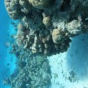  Tiger, , 72  -  28  2023   memory Hurghada