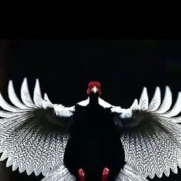 �����, �����-���������, 42 ����