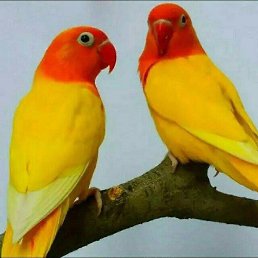 Tolik, �����������, 34 ����