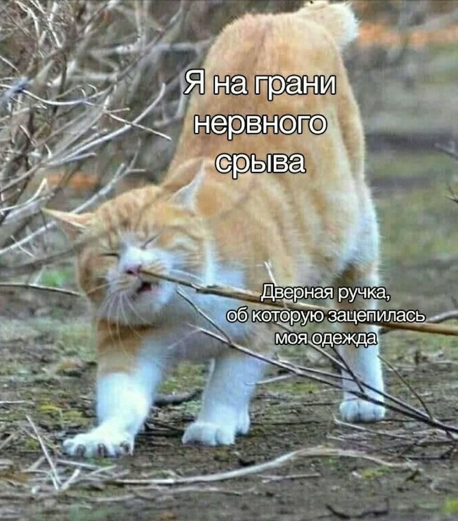 Эти забавные животные - 18 августа 2023 в 23:13