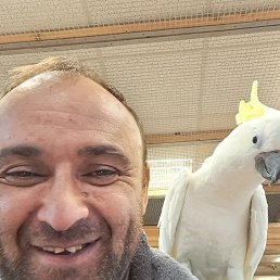 Bacho, �������, 43 ����