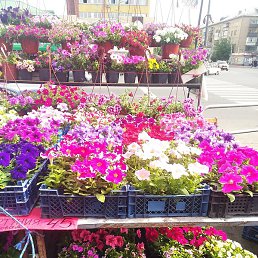 ������, ���������, 38 ���