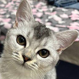 Mequeen, ������, 31 ���